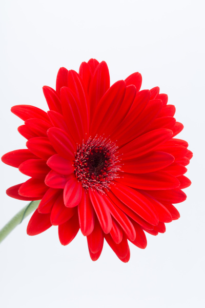 flor de margarita gerbera roja - Stockphoto #19091997 | Agencia de stock  PantherMedia