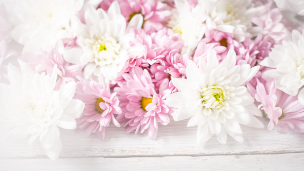 flores blancas y rosas en el fondo de madera blanca - Foto de archivo  #23349077 | Agencia de stock PantherMedia