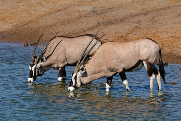 gemsbok antilopes agua potable