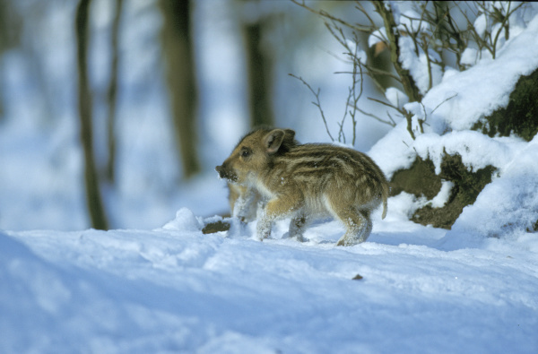 invierno animal mamifero salvaje los animales