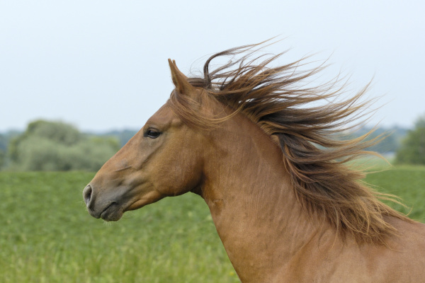 caballo animal los animales retrato semental