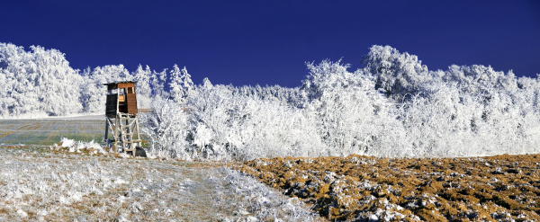 corredor arbol arboles invierno campo caucasico