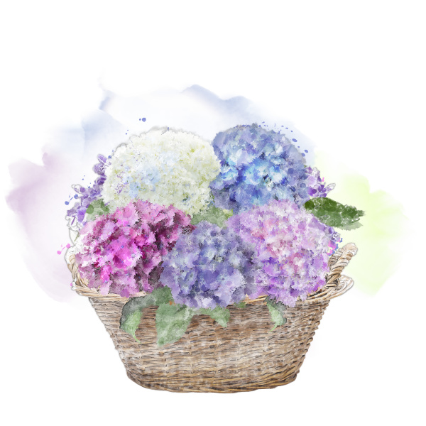 flores de hortensia en una cesta. acuarela. - Stockphoto #25231298 |  Agencia de stock PantherMedia