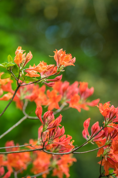 Flores de azalea roja y naranja - Stockphoto #25723263 | Agencia de stock  PantherMedia