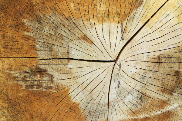 Textura del tronco del árbol cortado.