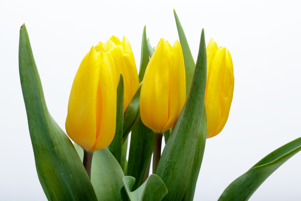 Ramo de flores de tulipanes amarillos - Stockphoto #25959483 | Agencia de  stock PantherMedia