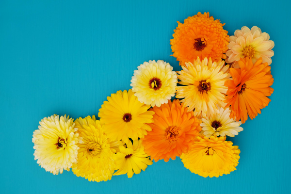 arreglo floral de caléndula amarilla y naranja sobre - Stockphoto #26030068  | Agencia de stock PantherMedia