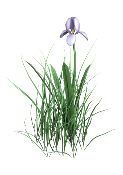 Renderizado 3D iris flor sobre blanco - Stockphoto #26053587 | Agencia de  stock PantherMedia
