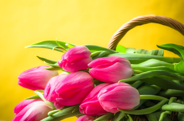 Hermoso ramo de tulipanes rosados en una cesta de - Foto de archivo  #26534771 | Agencia de stock PantherMedia