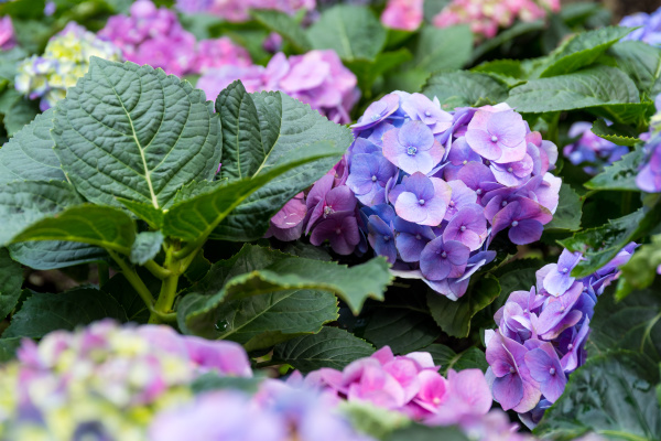 Flor de Hortensia Púrpura - Stockphoto #26877532 | Agencia de stock  PantherMedia