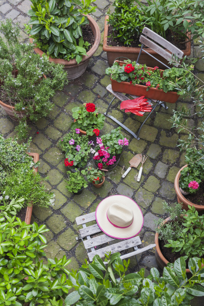 Varias plantas de primavera y verano en macetas listas - Foto de archivo  #26918459 | Agencia de stock PantherMedia