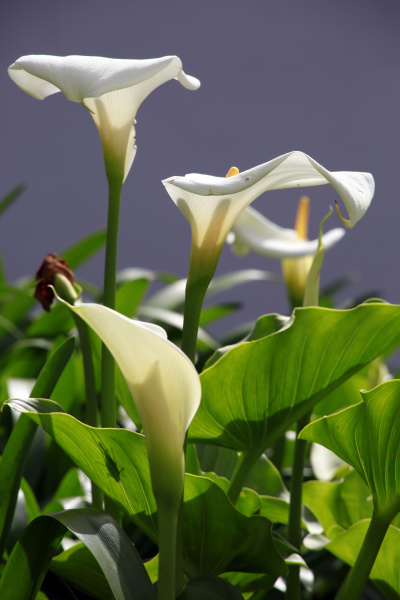 lirio de calla o lirio arum Zantedeschia aethiopica - Stockphoto #26940146  | Agencia de stock PantherMedia