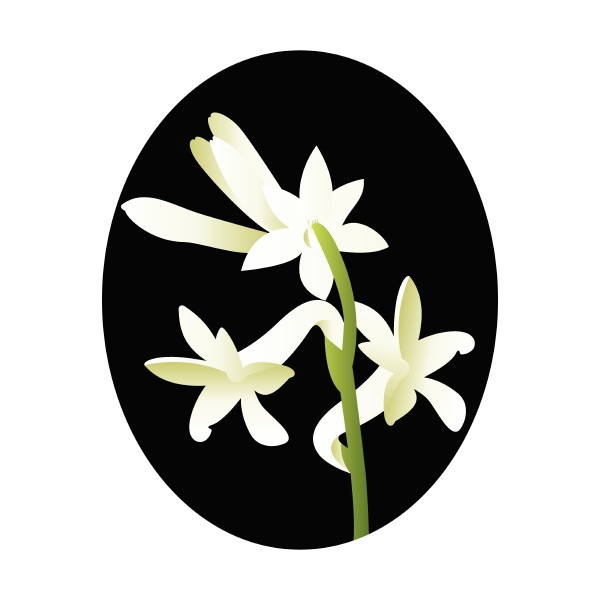 Ilustración vectorial de flor de nardo blanco en - Foto de archivo  #27487381 | Agencia de stock PantherMedia