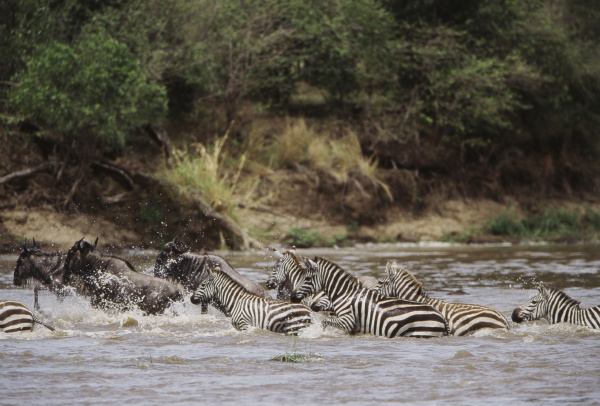 Africa kenia reserva nacional maasai mara