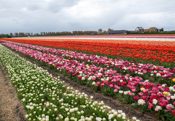 Tulipanes de Bollenstreek Holanda del Sur Países - Foto de archivo  #28207891 | Agencia de stock PantherMedia
