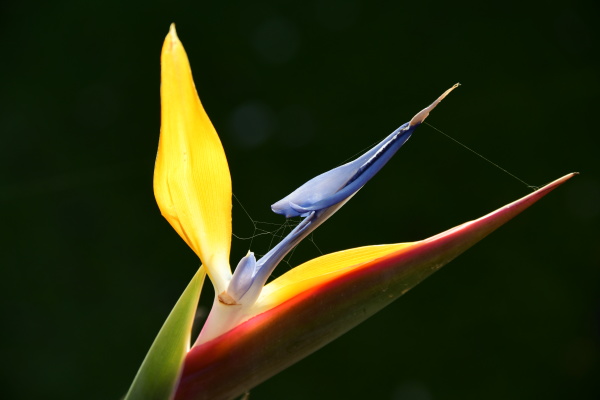 Flor de ave del paraíso strelitzias en la Costa - Foto de archivo #28217257  | Agencia de stock PantherMedia