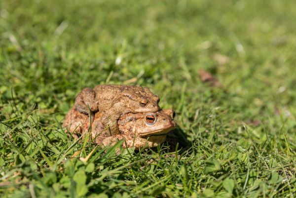 pair, of, toads, in, the, grass - 28302841