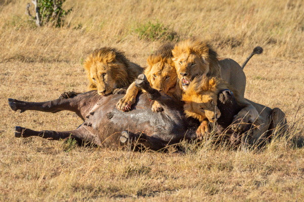 cuatro leones machos se alimentan de