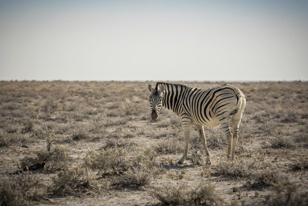 plains, zebra, , equus, quagga, - 28788012