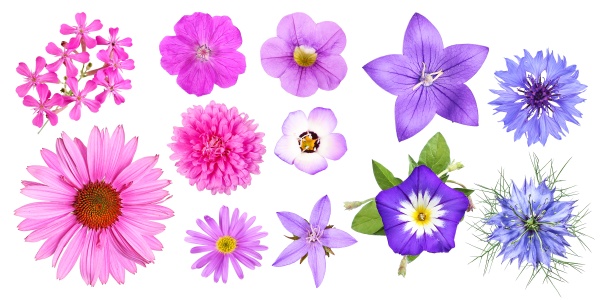 Grupo de diferentes flores de jardín rosas violetas y - Stockphoto  #29077366 | Agencia de stock PantherMedia