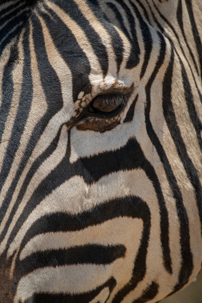 close, up, of, plains, zebra, eye - 29176876