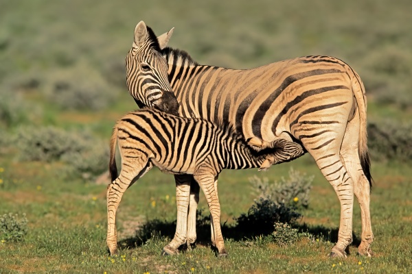 plains zebra con potro