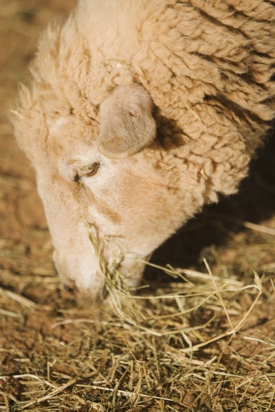 primer plano de una oveja comiendo