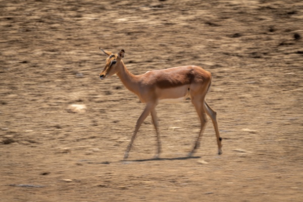sarten lenta de impala comun hembra
