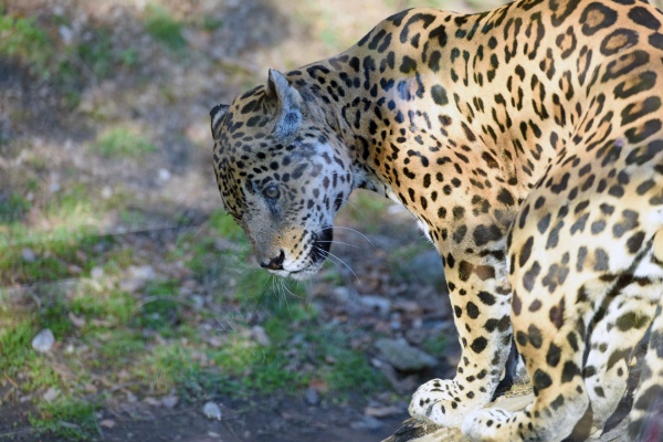 jaguar im zoo salzburg OEsterreich europa