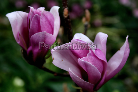 Magnolia liliflora Rickii - Stockphoto #285184 | Agencia de stock  PantherMedia