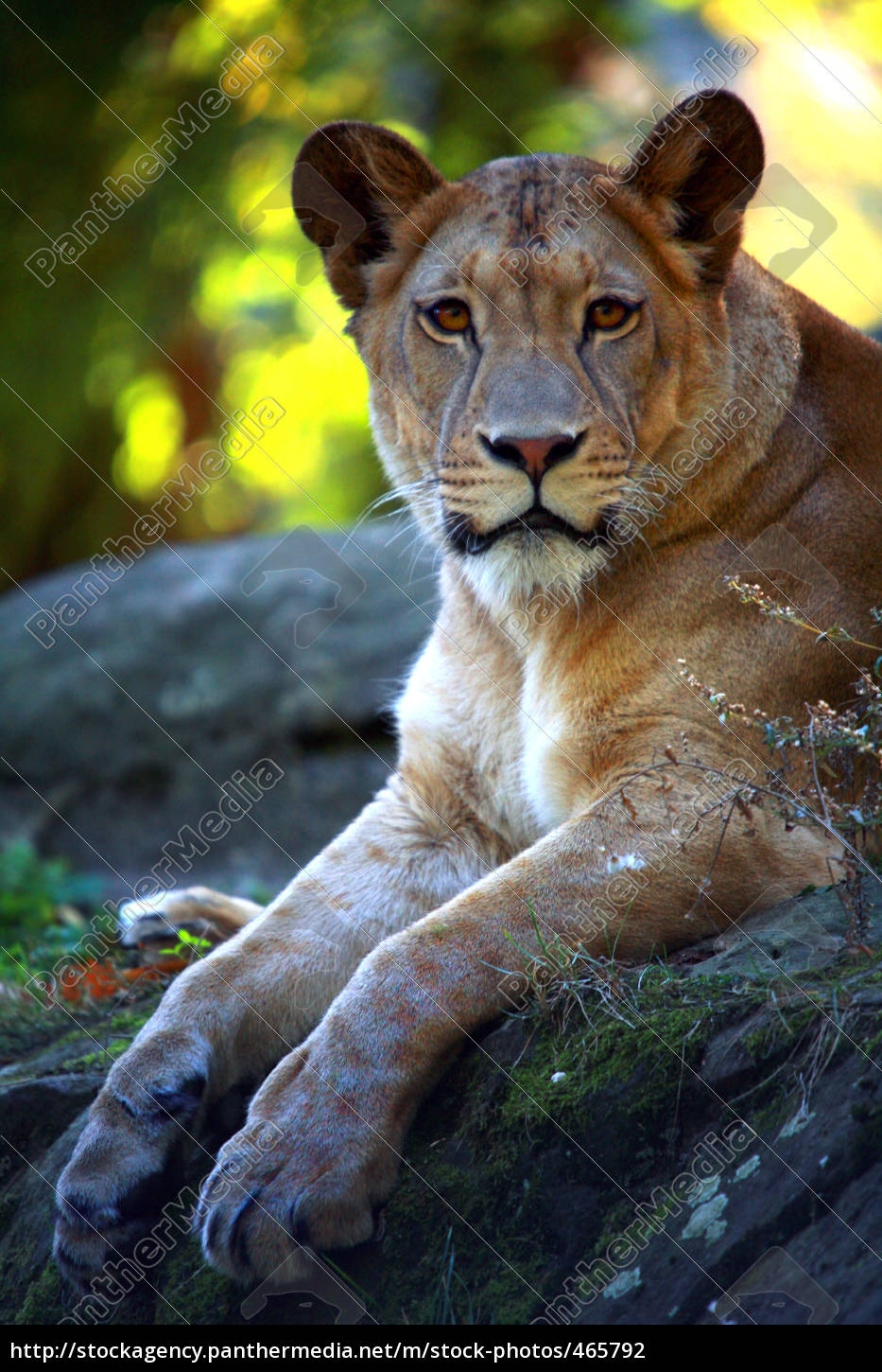 Hmm Delicioso Un Dos Patas Stockphoto 465792 Agencia De Stock 