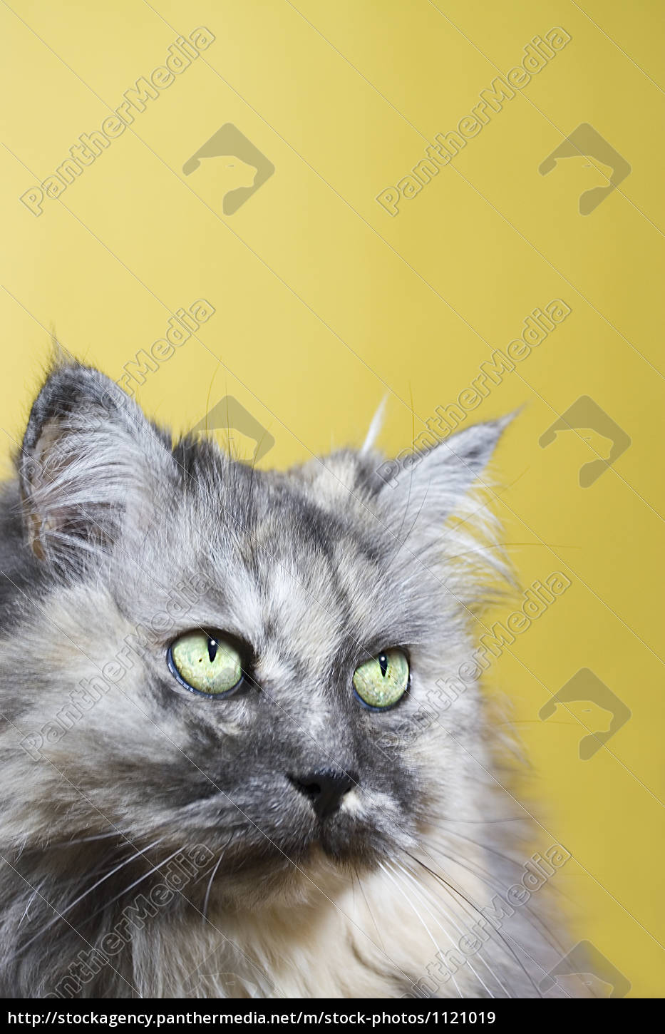 Vista Cat 2 Stockphoto Agencia De Stock Panthermedia