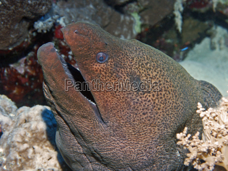 Anguila morena gigante durante la inmersión nocturna - Foto de archivo  #1331647 | Agencia de stock PantherMedia