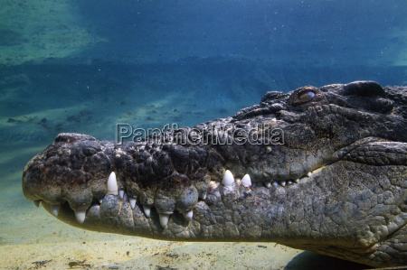 Perfil submarino de un cocodrilo de agua salada - Foto de archivo #2182511  | Agencia de stock PantherMedia