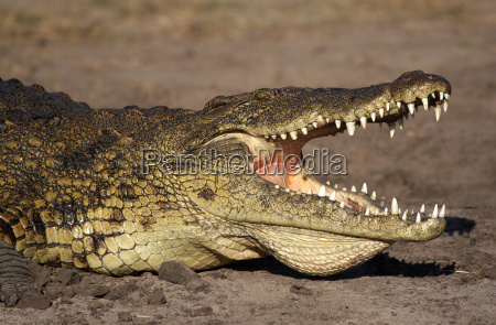 cocodrilo con la boca abierta - Stockphoto #3039891 | Agencia de stock  PantherMedia