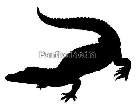 silueta de cocodrilo - Stockphoto #4023447 | Agencia de stock PantherMedia