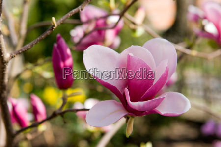 Flor de magnolia rosa. - Foto de archivo #4155571 | Agencia de stock  PantherMedia