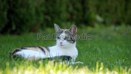 Gato Joga Basquete No Campo 3 Imagem de Stock - Imagem de prado, feriado:  177096899