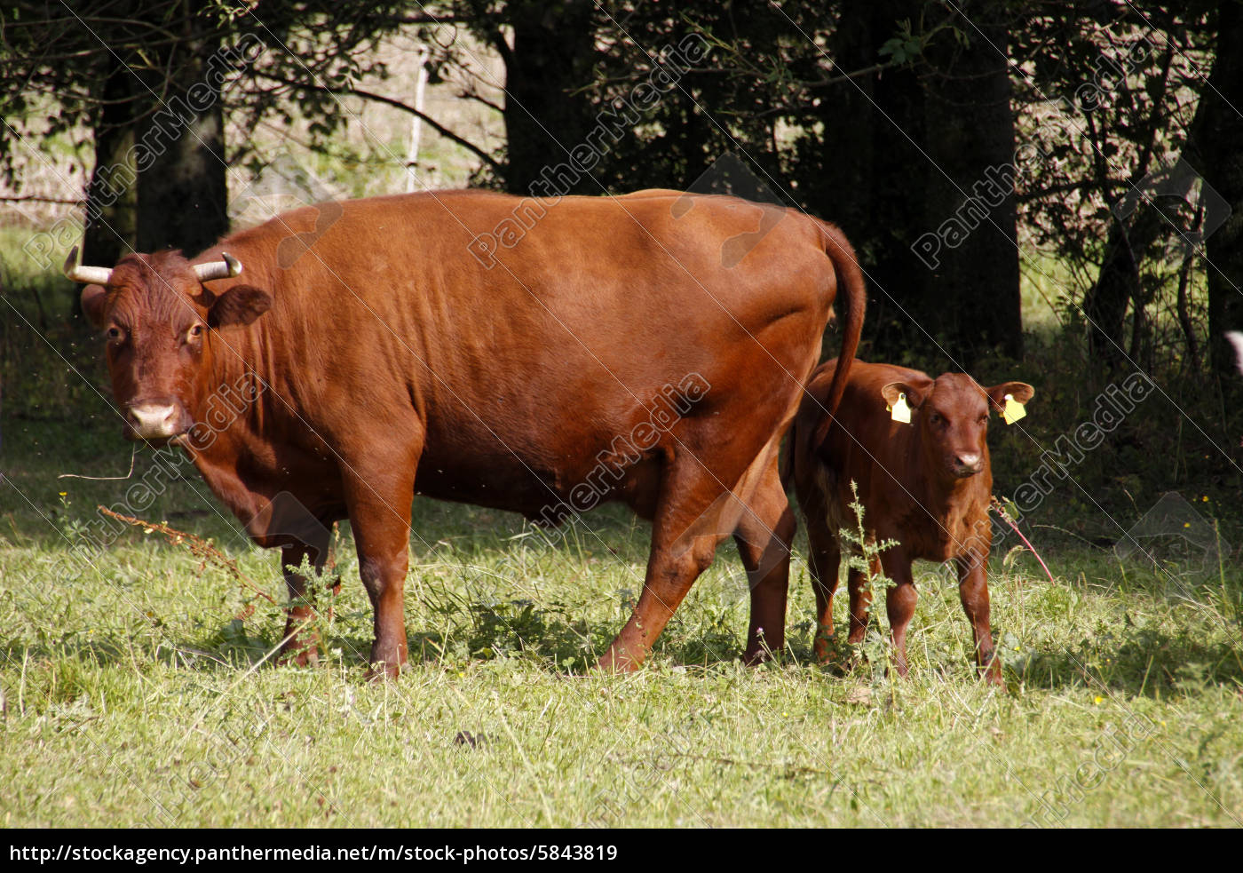 vaca marrón