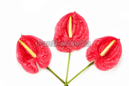anthurium flor roja hermosa exótica todavía - Foto de archivo #7002361 |  Agencia de stock PantherMedia