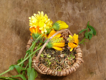 Semillas de marigold - Stockphoto #7736673 | Agencia de stock PantherMedia