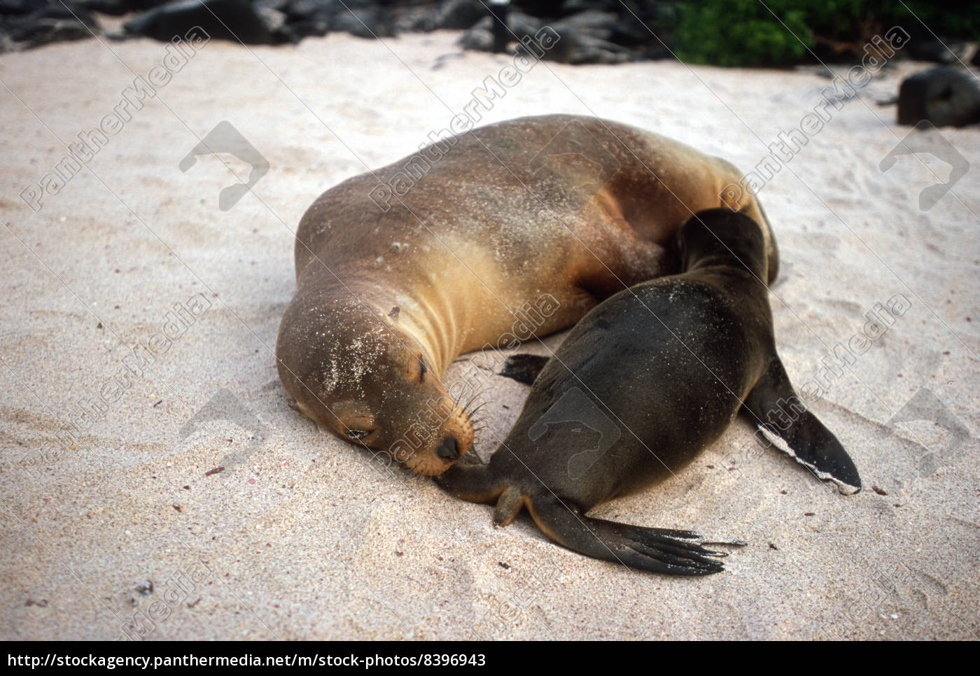 Bebe Galapagos Leon Marino Stockphoto Agencia De Stock Panthermedia