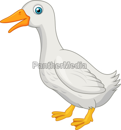 de dibujos animados pato blanco lindo - Stockphoto #9067200 | Agencia de  stock PantherMedia