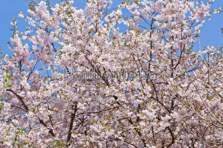 Magnolia árbol con flores rosas en primavera con - Stockphoto #9291584 |  Agencia de stock PantherMedia