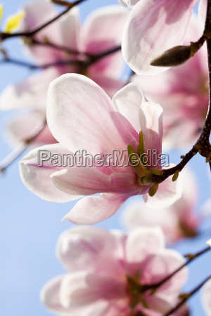 Magnolia árbol con flores rosas en primavera con - Stockphoto #9291598 |  Agencia de stock PantherMedia