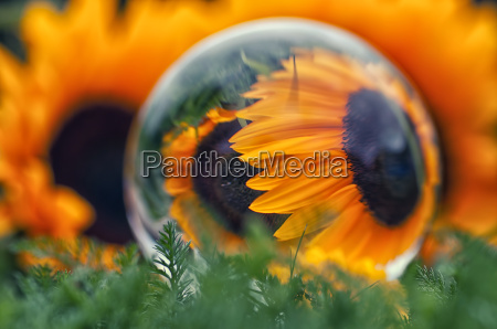 Girasol en esfera de cristal 4 - Stockphoto #9716736 | Agencia de stock  PantherMedia