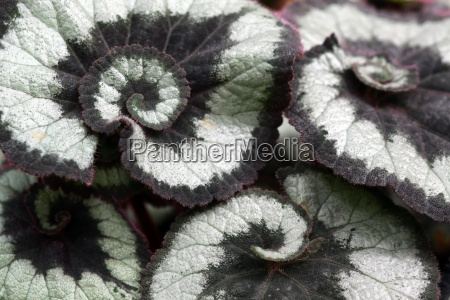 begonia rex-cultorum sacacorchos begonia - Stockphoto #9755290 | Agencia de  stock PantherMedia