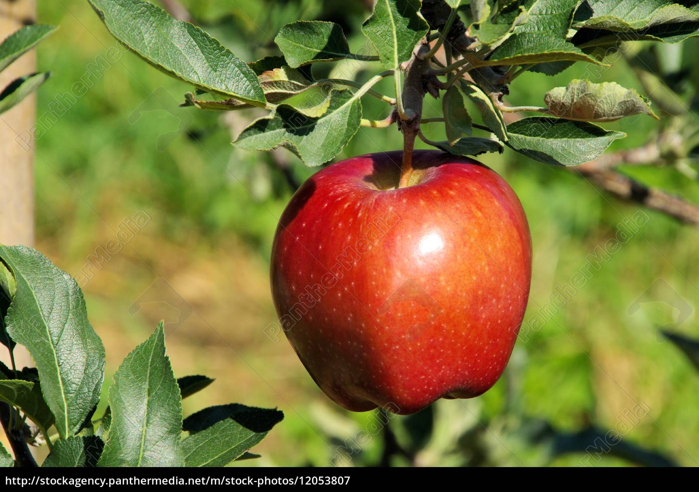 Resultado de imagen para manzana en un arbol