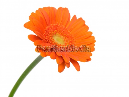 flor anaranjada del gerbera aislada en el fondo - Stockphoto #13277466 |  Agencia de stock PantherMedia