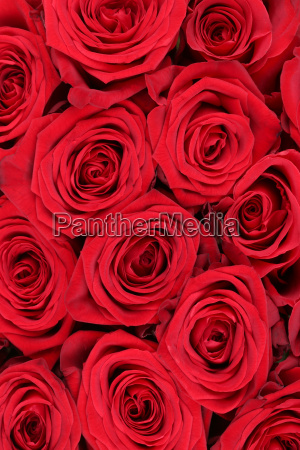 fondo rosas rojas flores para el cumpleaños día de - Stockphoto #13396146 |  Agencia de stock PantherMedia